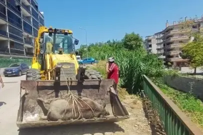 Mudanya Güzelyalı’da derede ölü yabani hayvan bulundu