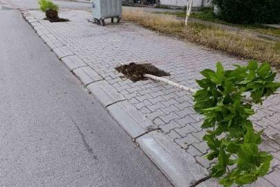 Patnos’ta yeni dikilen 15 ağaca zarar verildi