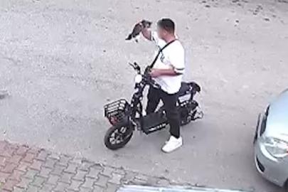 Bolu'da vahşet: Yavru kediyi önce öptü, sonra boğdu